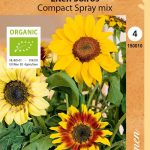 Kääpiöauringonkukka 'Compact Spray mix' Luomu