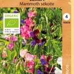 Tuoksuherne 'Mammoth' Luomu