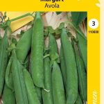 Silpoydinherne 'Avola'