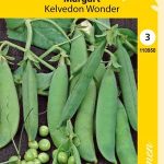 Silpoydinherne 'Kelvedon Wonder'