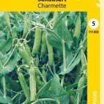 Ruukkuherne 'Charmette'