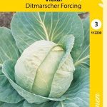 Keräkaali 'Ditmarscher Forcing'