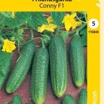 Avomaankurkku 'Conny' F1 partenokarppinen