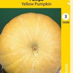 Kurpitsa 'Yellow Pumpkin'