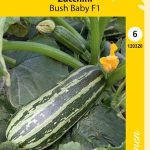 Kesäkurpitsa 'Bush Baby' F1