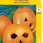 Jättiläiskurpitsa 'Jack O'lantern'