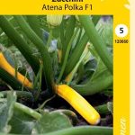 Kesäkurpitsa 'Atena Polka' F1