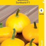 Kesäkurpitsa 'Sunburst' F1