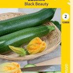 Kesäkurpitsa 'Black Beauty'