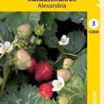 Kuukausimansikka 'Alexandria'