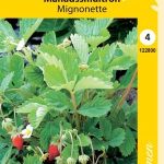 Kuukausimansikka 'Mignonette'