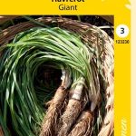 Kaurajuuri 'Giant'