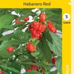 Havannapaprika 'Habanero Red'