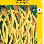 Salkopapu 'Neckargold'