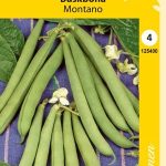 Pensaspapu 'Montano'