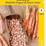 Pensaspapu 'Borlotto lingua di fuoco nano'