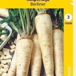 Juuripersilja 'Berliner'