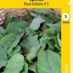 Pinaatti 'Red Kitten' F1