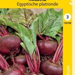 Punajuuri 'Egyptiläinen'