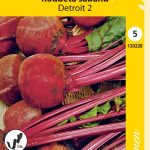 Punajuuri Siemennauha 'Detroit 2'