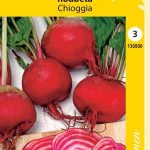 Punajuuri 'Chioggia'