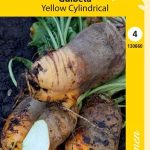Keltajuurikas 'Yellow Cylindrical'