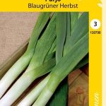 Purjo 'Blaugrüner Herbst'