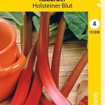 Raparperi 'Holsteiner Blut'