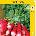 Retiisi 'Flamboyant 3'