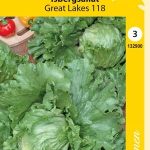 Rapea Keräsalaatti eli Jäävuorisalaatti 'Great Lakes 118'