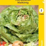 Keräsalaatti 'Maikönig'