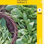 Salaattivuonankaali 'Volhart 2'