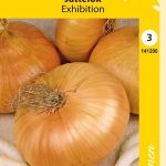 Jättisipuli 'Exhibition'