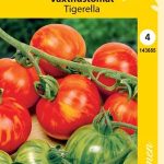 Kasvihuonetomaatti 'Tigerella'