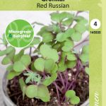 Microgreen & Babyleaf / Grönkål 'Red Russian'