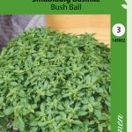 Maustebasilika pienilehtinen 'Bush Ball'