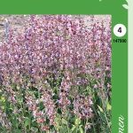 Salvia