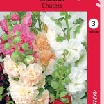 Tarhasalkoruusu 'Chaters'