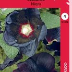 Tarhasalkoruusu 'Nigra'