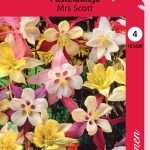 Jaloakileija 'Mrs Scott'