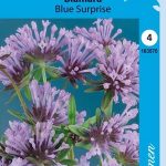 Sinimaratti 'Blue Surprise'