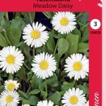 Tusensköna 'Meadow Daisy'