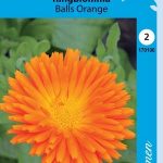 Tarhakehäkukka 'Balls Orange'