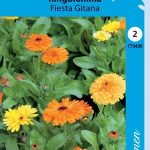 Tarhakehäkukka 'Fiesta Gitana'