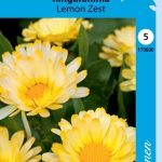 Tarhakehäkukka 'Lemon Zest'