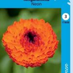 Tarhakehäkukka 'Neon'