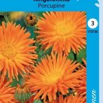 Tarhakehäkukka 'Porcupine'