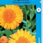 Tarhakehäkukka 'Princess Golden'