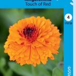 Tarhakehäkukka 'Touch of Red'