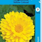 Tarhakehäkukka 'Yellow Colosal'